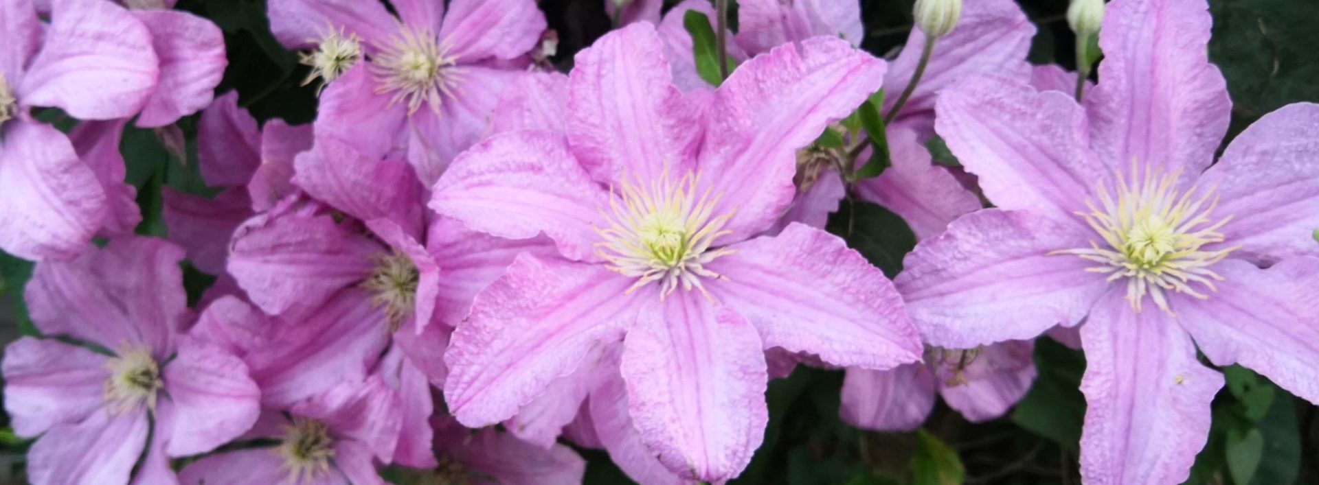 Pink flowers