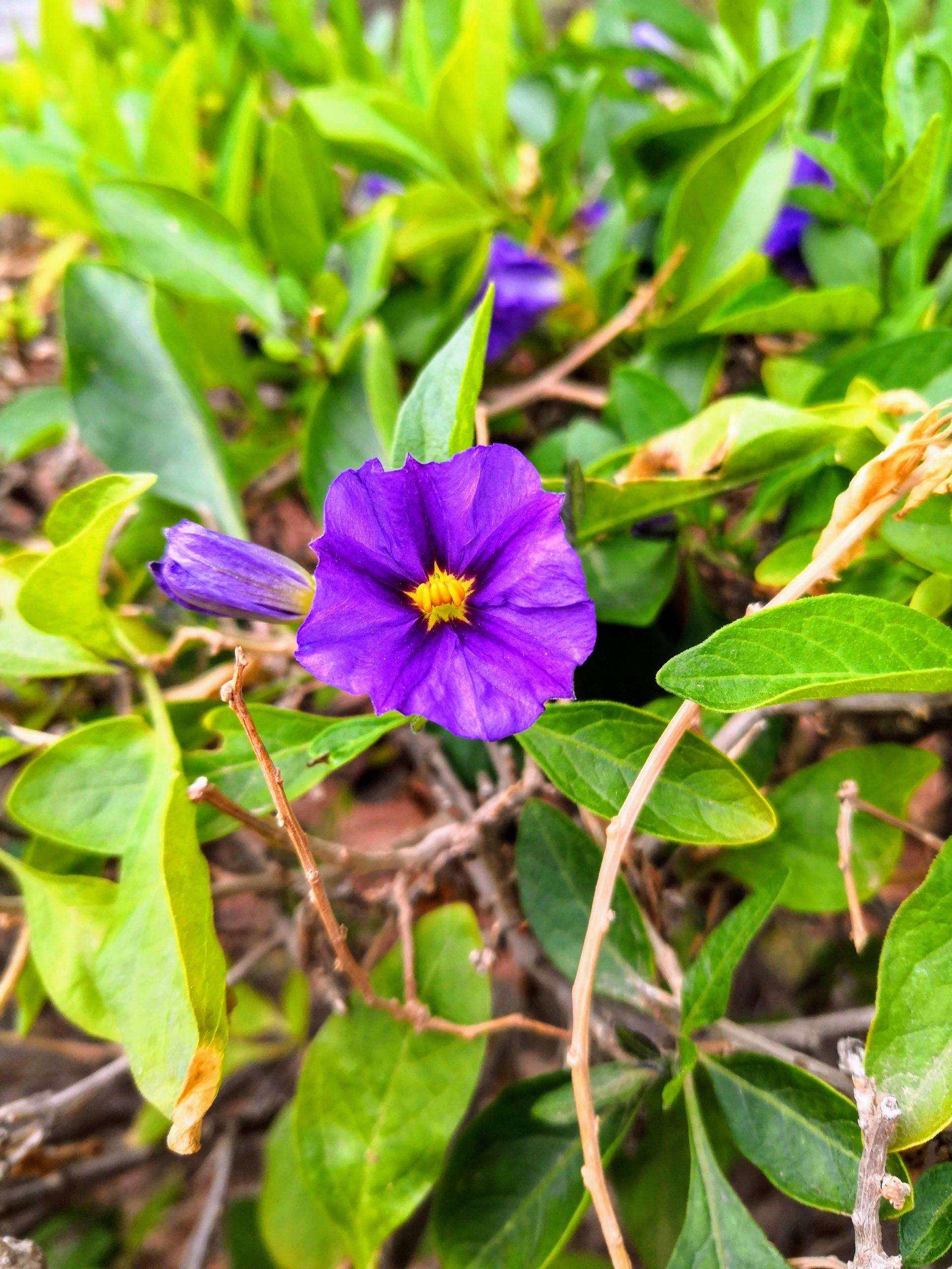 A small purple flower