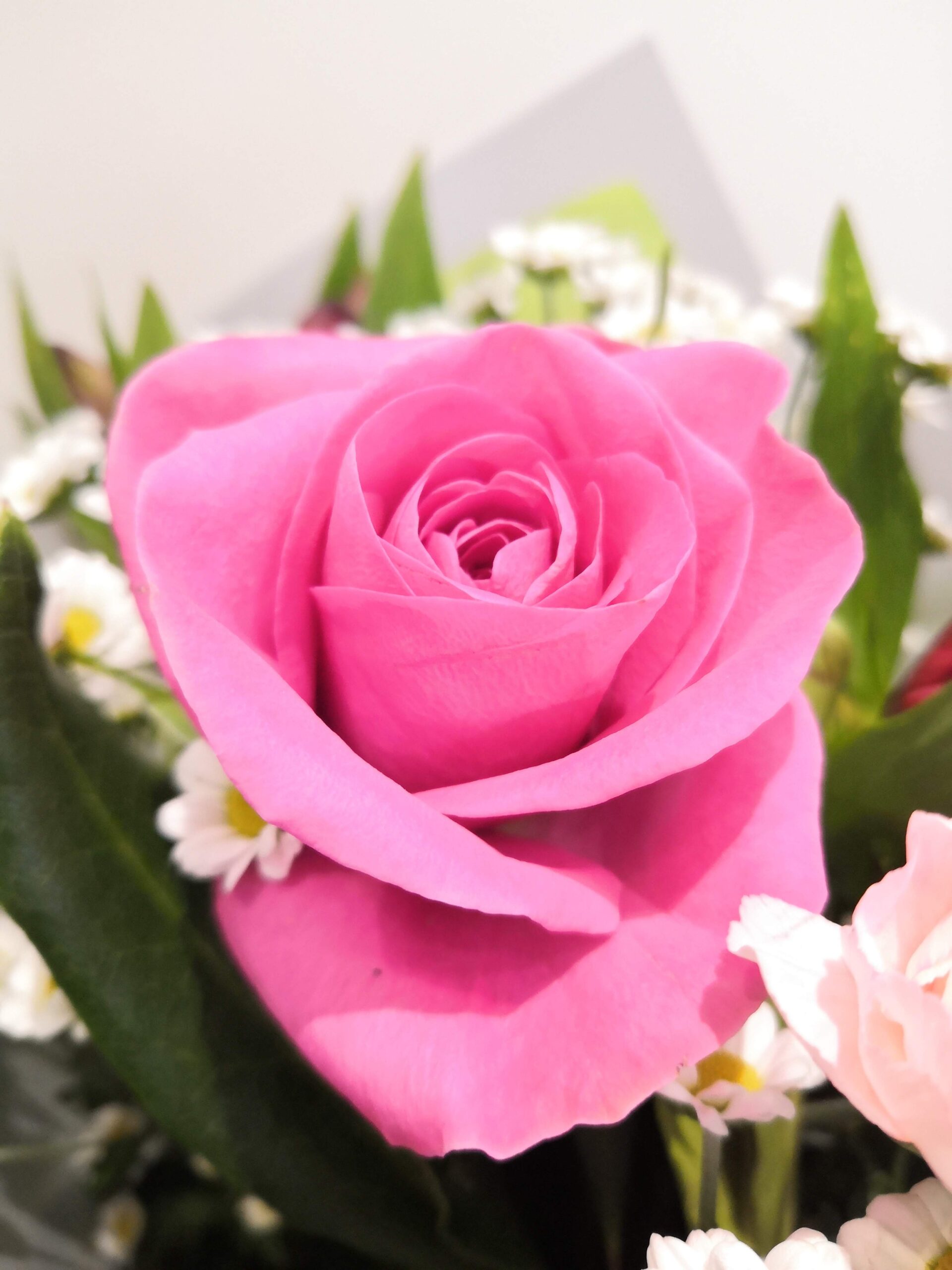 A pink rose