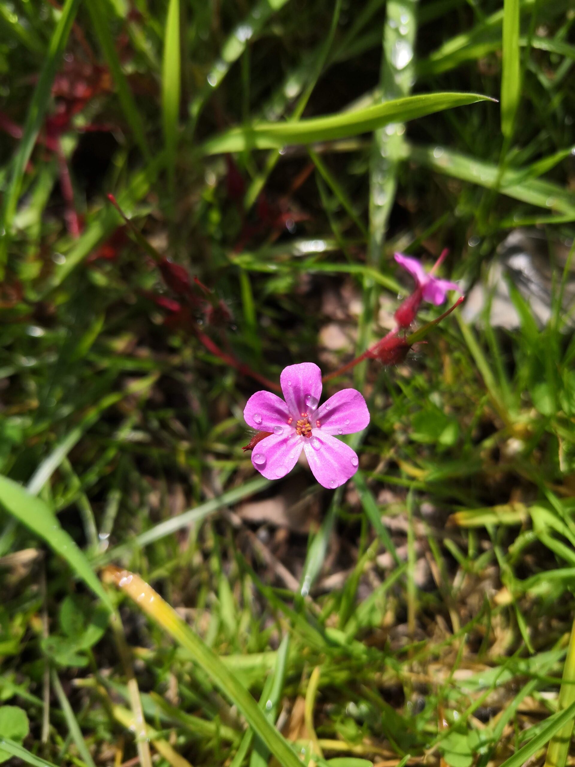 A purple flower with raindrops on