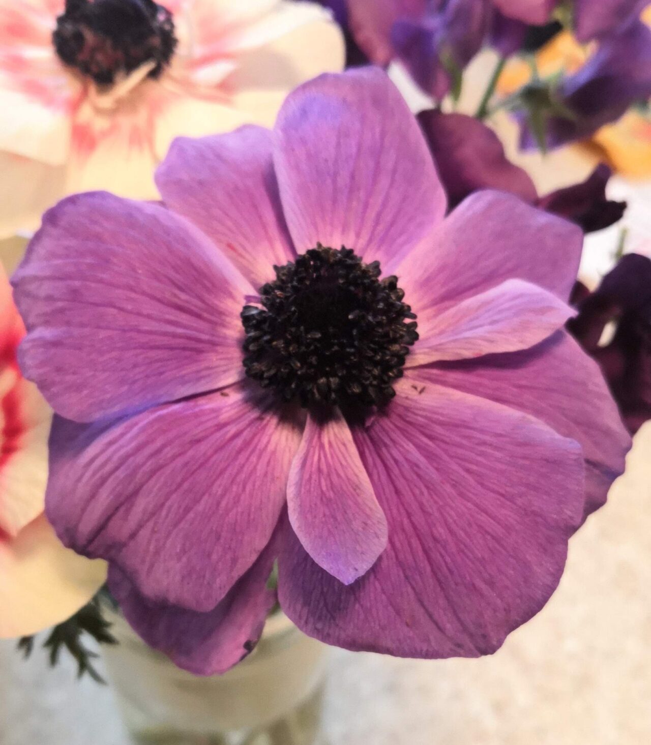A purple flower in a vase