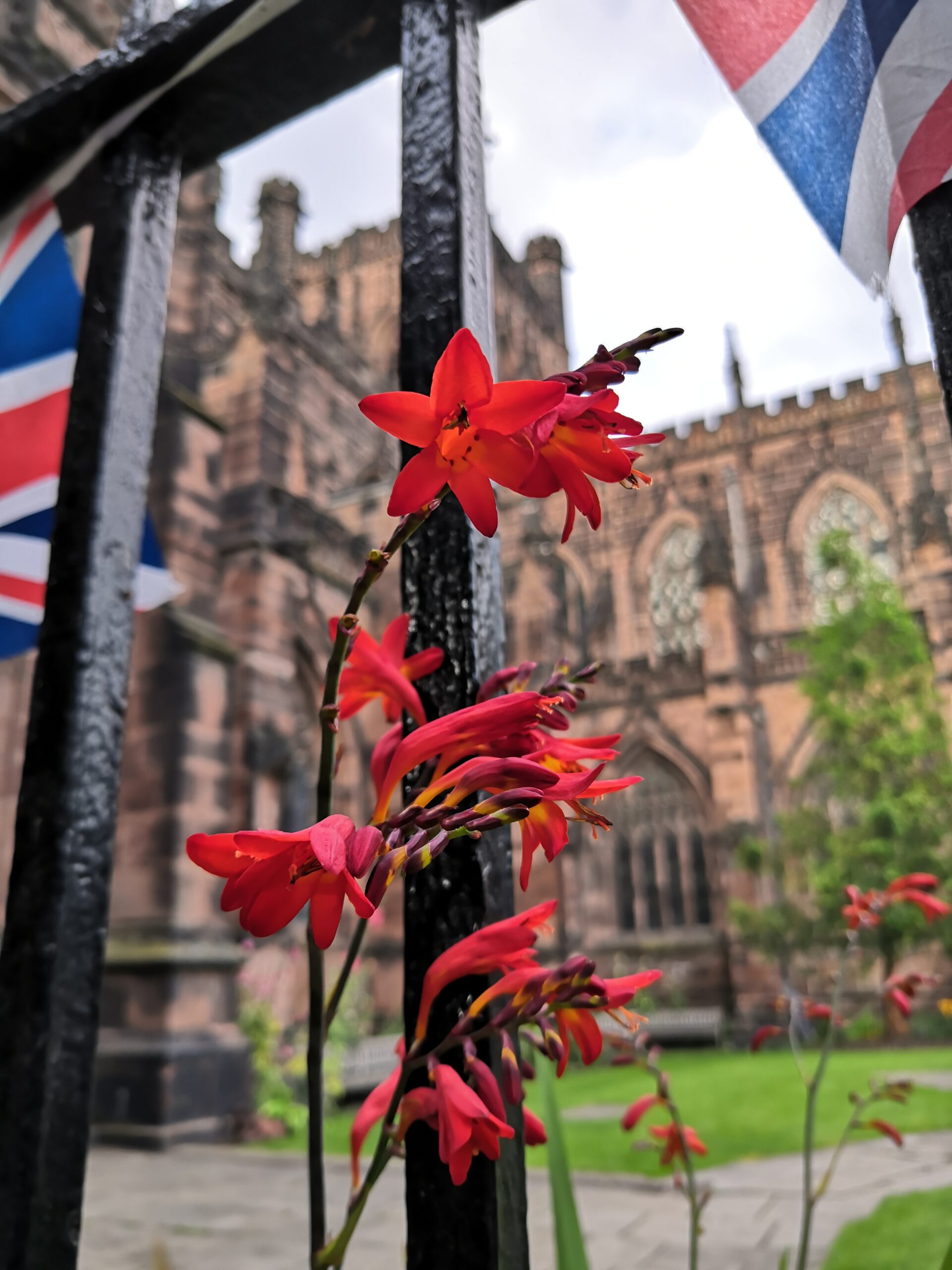 A red flower beside a black fence, with Chester Cathedral in the background