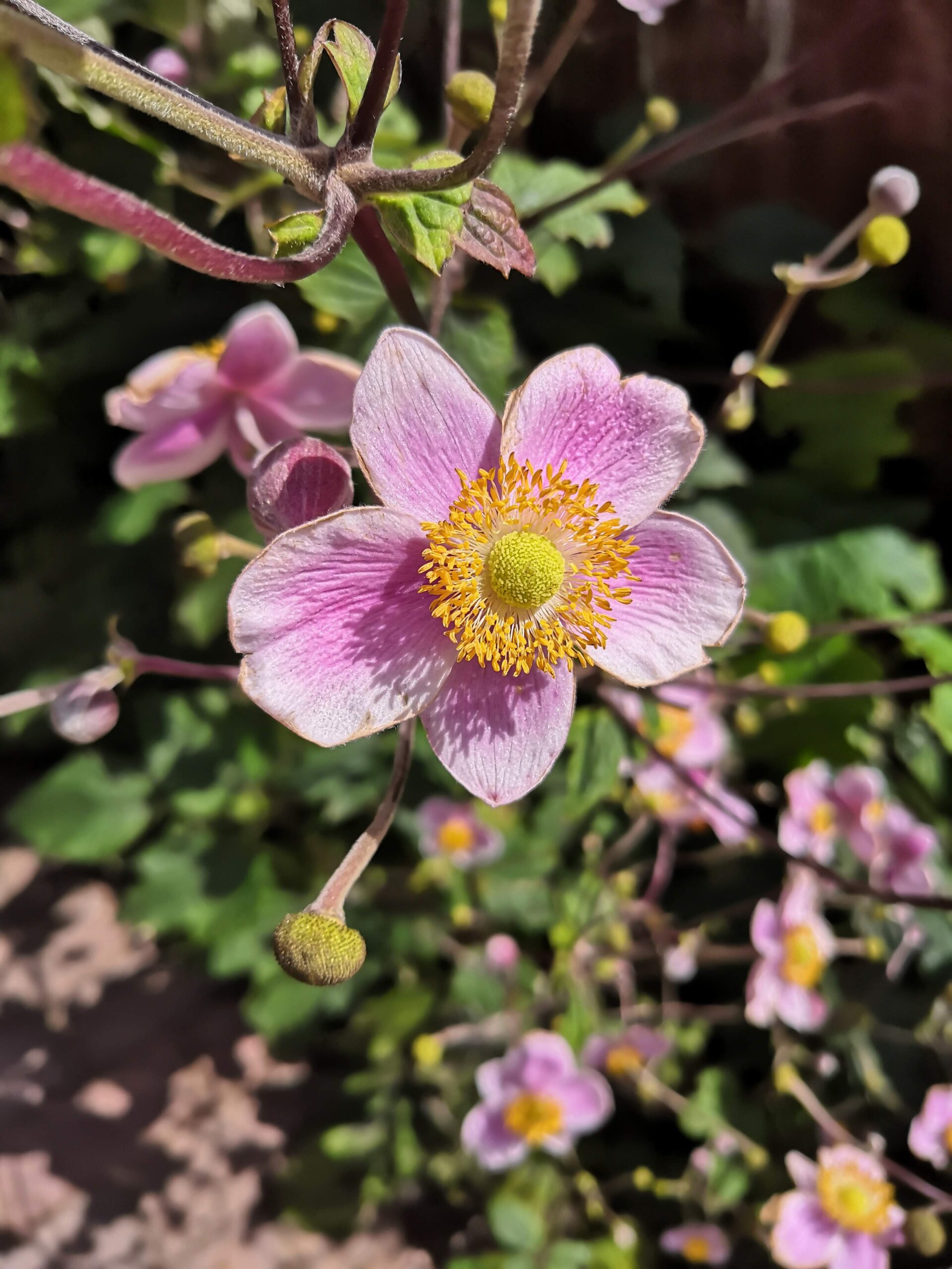 Pink flower