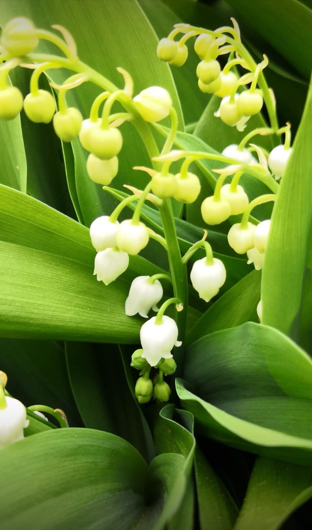 Lily of the valley